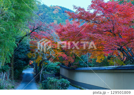 小倉山と紅葉の道 129501809