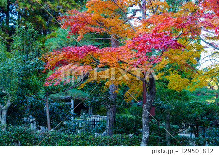小倉山と紅葉 129501812
