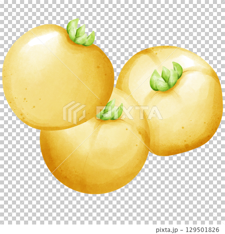 Illustration of tomatos watercolor style. 129501826