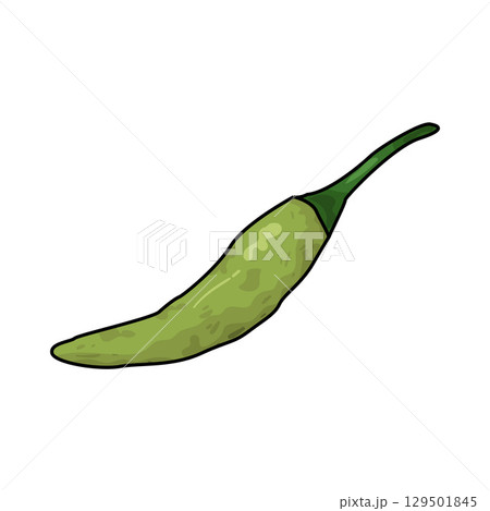 illustration of green chili illustration of green chili 129501845