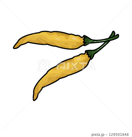 illustration of yellow chili illustration of yellow chili 129501848