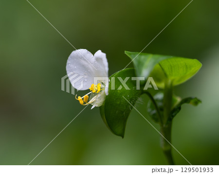 清楚な白花露草 清楚な白花露草 129501933