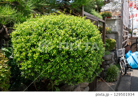 植木 129501934
