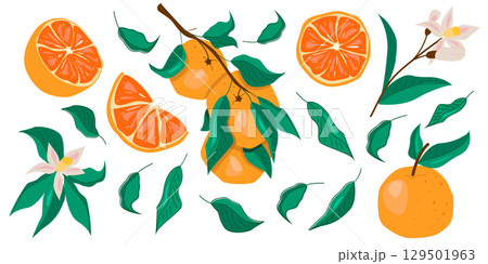 Set of Oranges and Orange Leaves 129501963