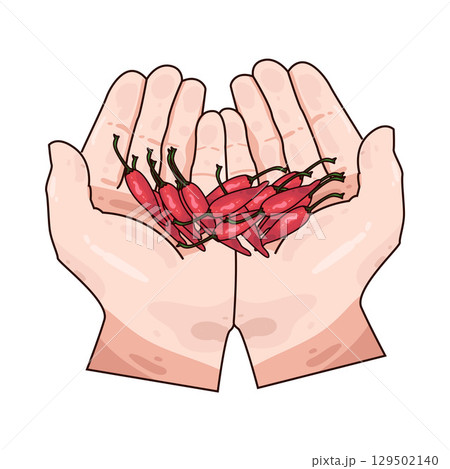 illustration of hand holding chili  129502140