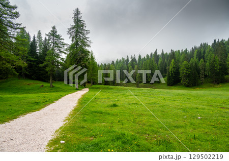 Forest trail in the Dolomites (Dolomiti, Dolomiten), Italy, leading to Lago Sorapis. Lush green plants and tall trees create a serene and refreshing natural atmosphere Forest trail in the Dolomites (Dolomiti, Dolomiten), Italy, leading to Lago Sorapis. Lush green plants and tall trees create a serene and refreshing natural atmosphere 129502219