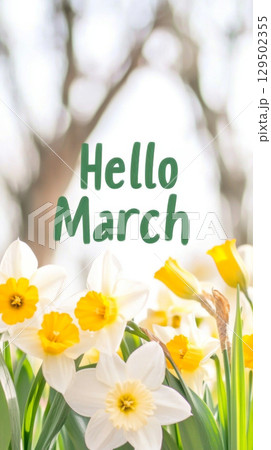 Daffodils bouquet with hello march text on light background 129502355