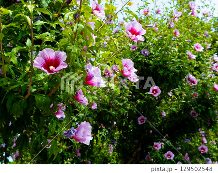 Syrian hibiscus flower (Hibiscus syriacus), also known as Rose of Sharon. Vibrant pink hibiscus flowers blooming in lush green foliage 129502548