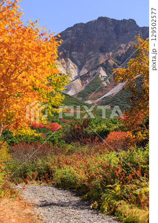 北海道上富良野町、十勝岳登山道の紅葉【9月】 北海道上富良野町、十勝岳登山道の紅葉【9月】 129502577