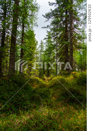 Deep forest in the Italian Dolomites (Dolomiti, Dolomiten). A peaceful trail winds through tall trees, lush grass, and wild blueberries, with distant mountain peaks on the horizon Deep forest in the Italian Dolomites (Dolomiti, Dolomiten). A peaceful trail winds through tall trees, lush grass, and wild blueberries, with distant mountain peaks on the horizon 129502610