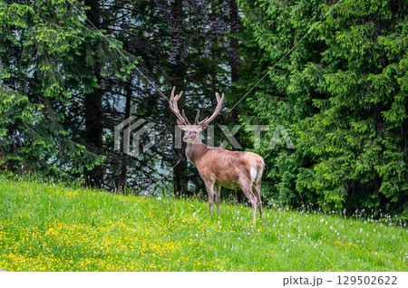 Red deer (Cervus elaphus hippelaphus) standing on a lush, blooming meadow. Behind it, a dense forest creates a picturesque natural backdrop. A symbol of wild beauty 129502622