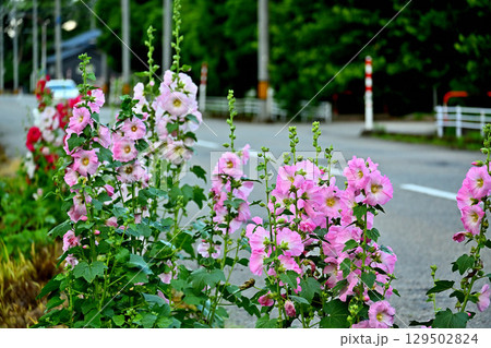 道端に咲く立葵の花 129502824