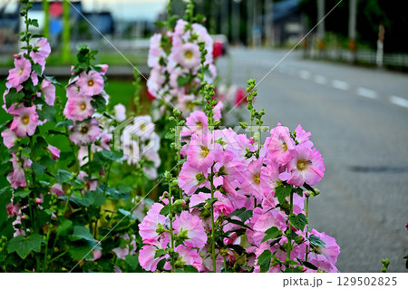 道端に咲く立葵の花 129502825