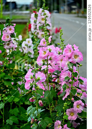 道端に咲く立葵の花 129502826