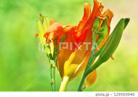 オレンジ色のヤブカンゾウの花（夏、六月） 129503040