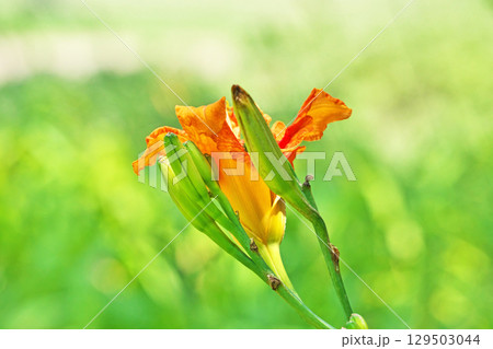 オレンジ色のヤブカンゾウの花(夏、六月) オレンジ色のヤブカンゾウの花(夏、六月) 129503044