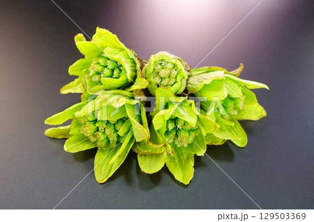 フキノトウ ふきのとう 蕗の薹 フキノトウ ふきのとう 蕗の薹 129503369