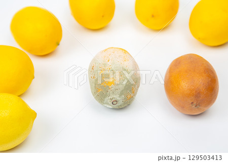 Lemons and moldy fruit arranged on white background highlighting contrasts in freshness Lemons and moldy fruit arranged on white background highlighting contrasts in freshness 129503413