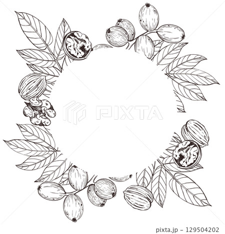 Round vector frame of walnut tree leaves, walnut fruit, all objects hand-drawn with ink and translated into vector. Illustration for printing on packaging of products, cosmetics. Vector illustration 129504202