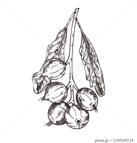 Macadamia, a tree branch with leaves and nuts, hand-drawn in ink. Vector illustration for printing on cosmetics food packaging kitchen textiles labels. Vector illustration 129504314