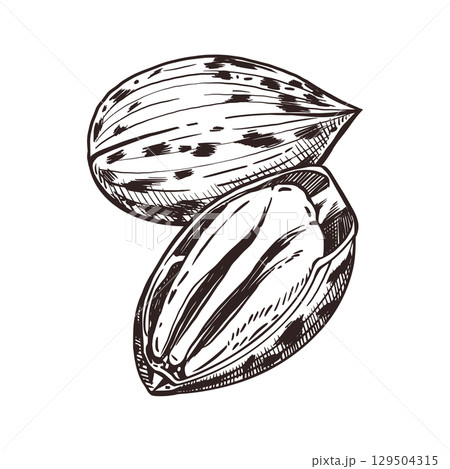 Pecans, whole nut in shell, half a nut. All objects are hand-drawn with ink. Vector illustration for printing on food, cosmetics, tableware and kitchen textiles. Vector illustration Pecans, whole nut in shell, half a nut. All objects are hand-drawn with ink. Vector illustration for printing on food, cosmetics, tableware and kitchen textiles. Vector illustration 129504315