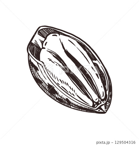 Pecans, vector illustration. Pecans hand-drawn in ink and translated into vector. The illustration is suitable for printing on food packaging, cosmetics, shop window decoration. Vector illustration Pecans, vector illustration. Pecans hand-drawn in ink and translated into vector. The illustration is suitable for printing on food packaging, cosmetics, shop window decoration. Vector illustration 129504316