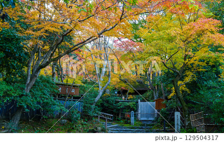 紅葉に包まれた祇王寺の参道 紅葉に包まれた祇王寺の参道 129504317