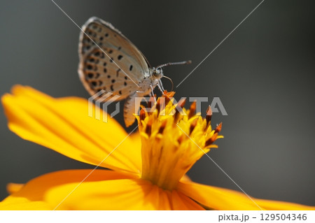 キバナコスモスのアップとシジミチョウ キバナコスモスのアップとシジミチョウ 129504346