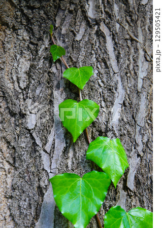 Bright green ivy leaves climbing on the rough bark of a tree 129505421