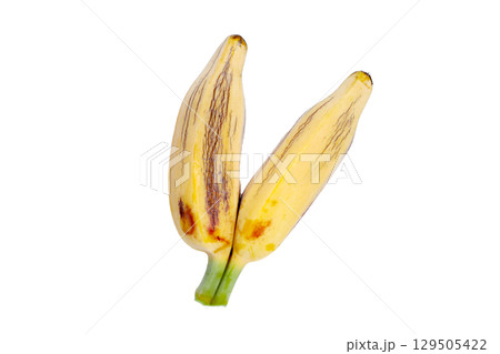 Fresh banana fruit, Silver bluggoe or Musa ABB group banana 129505422