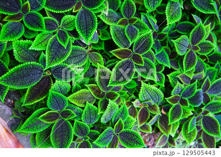 Pilea involucrata Moon Valley, Black and green leaves Pilea involucrata Moon Valley, Black and green leaves 129505443