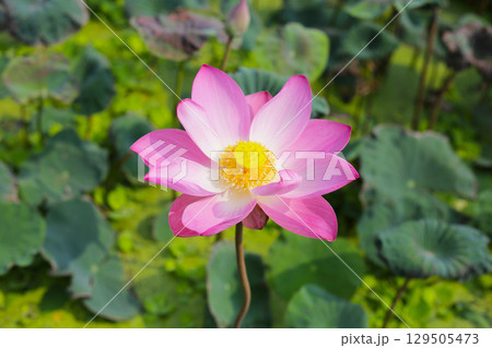 Beautiful pink lotus flower in full bloom Beautiful pink lotus flower in full bloom 129505473
