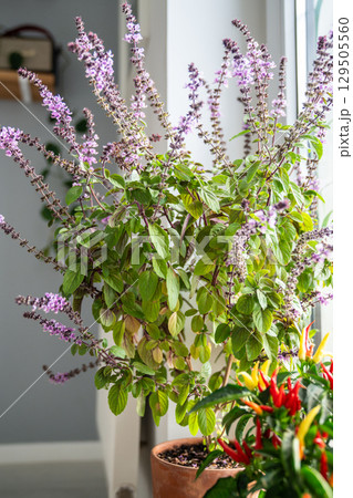 Blooming Thai basil bush with purple flowers and red hot chilli pepper in pots on windowsill at home Blooming Thai basil bush with purple flowers and red hot chilli pepper in pots on windowsill at home 129505560