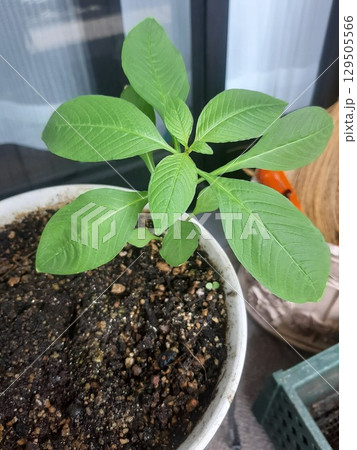 緑の葉　葉っぱ　園芸 129505566