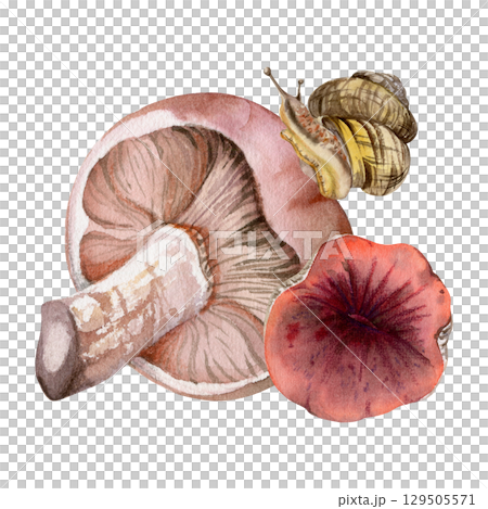 Lactarius milk-cap russula mushrooms with crawling snail on cap. Fungi natural illustration hand drawn in watercolor. Autumn forest harvest. Herbarium, foraging journals, kitchen garden decor art. Lactarius milk-cap russula mushrooms with crawling snail on cap. Fungi natural illustration hand drawn in watercolor. Autumn forest harvest. Herbarium, foraging journals, kitchen garden decor art. 129505571