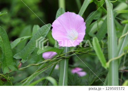 草むらで咲くヒルガオのピンクの花 草むらで咲くヒルガオのピンクの花 129505572