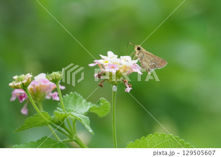 ランタナの花とセセリチョウ 129505607