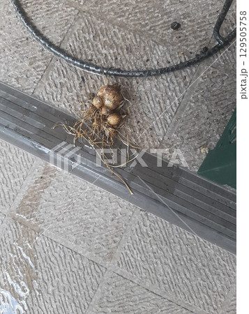 球根　植物　土の付いた球根 129505758