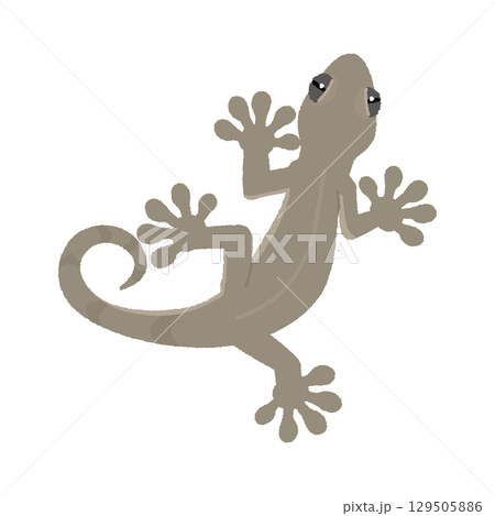 ヤモリ 129505886