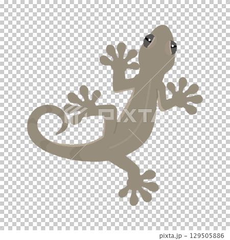 Gecko 129505886