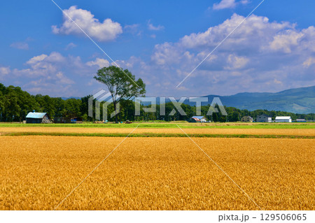 麦畑と大空(北海道・美唄市・岩三沢市) 麦畑と大空(北海道・美唄市・岩三沢市) 129506065