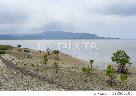 小浜島の西側に広がるマングローブ林 129506109
