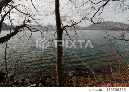 春先の十和田湖の湖色（青森県） 129506266