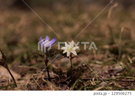 セイヨウウスユキソウ(十和田湖) セイヨウウスユキソウ(十和田湖) 129506275