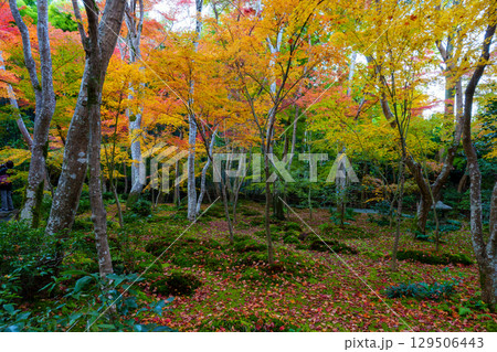 紅葉に包まれた祇王寺 129506443