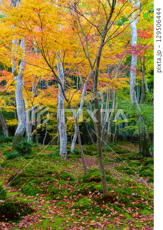 紅葉に包まれた祇王寺 129506444