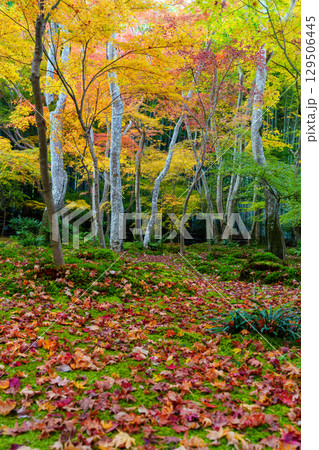 紅葉に包まれた祇王寺 129506445