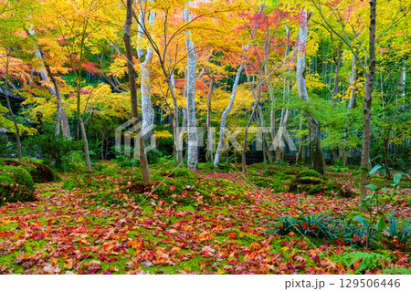 紅葉に包まれた祇王寺 129506446