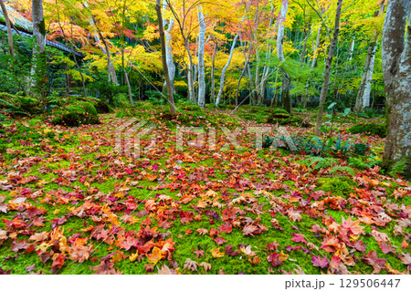 紅葉に包まれた祇王寺 129506447