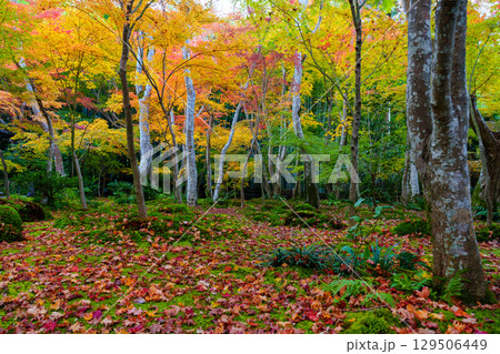 紅葉に包まれた祇王寺 129506449